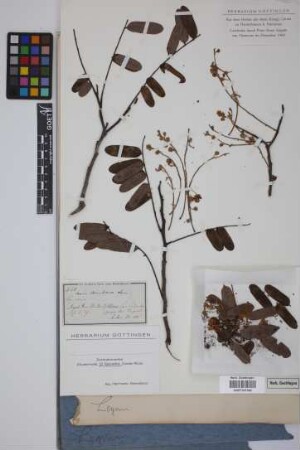 Cassia brasiliana Lam.