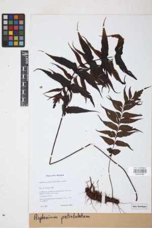 Asplenium petiolulatum