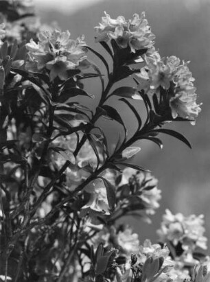 Rostblättrige Alpenrose (Rhododendron ferrugineum), Pflanzenart aus der Gattung der Rhododendren (Rhododendron) und gehört zur Familie der Heidekrautgewächse (Ericaceae), wird auch als Rostrote Alpenrose bzw. Rostroter Almrausch bezeichnet