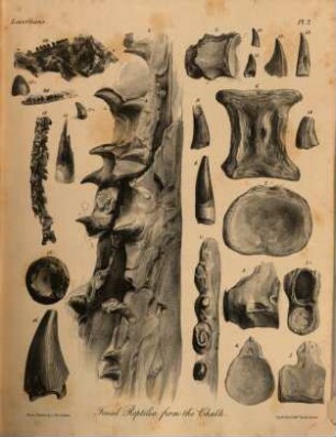 A history of British fossil reptiles, [3]. [Atlas 2]