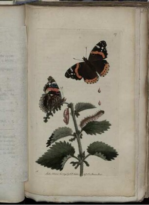 Atalanta.