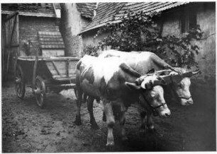 Südpfalz um 1930 Kuhgespann mit Wagen