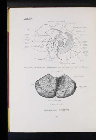 Mesemcephalon. Cerebellum.
