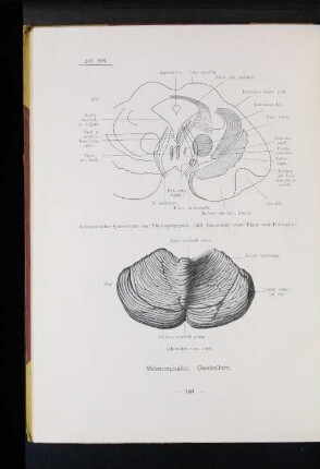 Mesemcephalon. Cerebellum.