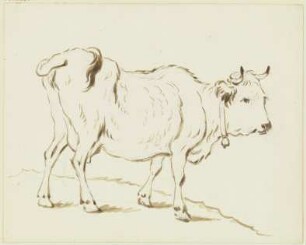 Nach rechts schreitende Kuh, den Schweif über die Kruppe gelegt