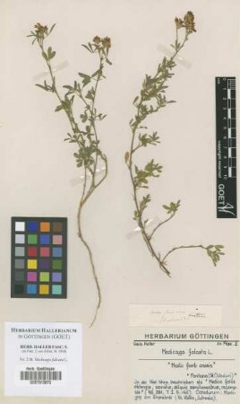 Medicago falcata L.