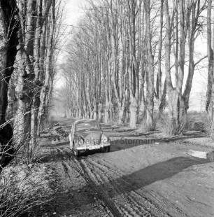 Allee mit Lindenbäumen: Straße nach Bargfeld-Stegen mit Straßenschäden: vorn VW-Käfer