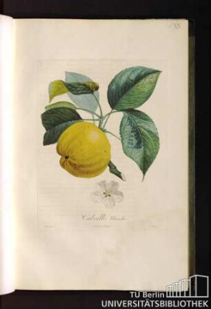Calville blanche.