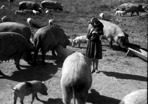 Assan Aga: Schweinezucht (Pressefahrt zur Besichtigung landwirtschaftlicher Betriebe im Bezirk Vlasca)