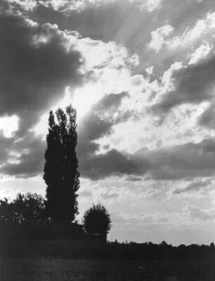 Wolkenbilder. Baumgruppe vor abendlichem Himmel