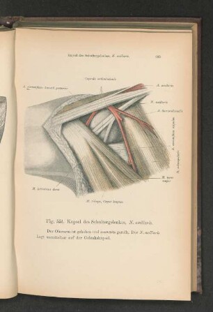 Fig. 551. Kapsel des Schultergelenkes, N. axillaris.