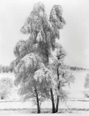 Zwei Bäume im Schnee