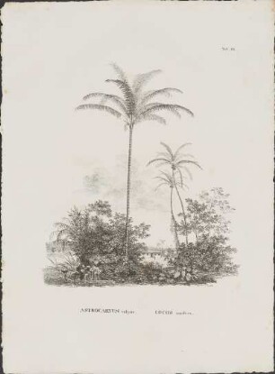 Tab. 62. Astrocaryum vulgare. Cocos nucifera.