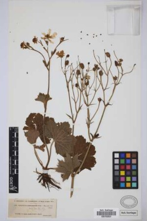 Ranunculus cortusifolius cortusifolius Willd.