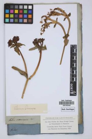 Valeriana cornucopiae