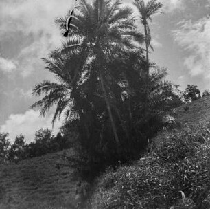 Palmengruppe : Eine Palmengruppe in Mitten einer Teepflanzung Isolde Hentschels