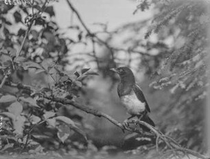 Elster : Ausgeflogene Elster (Pica pica Linnaeus). Jungvogel.