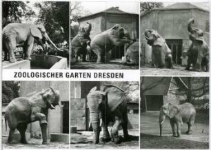 Dresden. Zoologischer Garten, Elefanten 6-tlg.