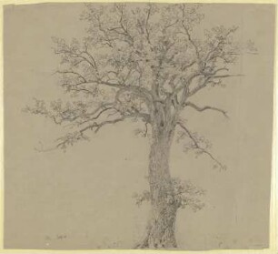 Alter Baum