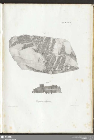 Fasc: III. Tab: XV. Pecopteris elegans