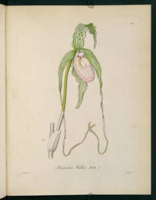 181r-181v, Selenipedium Wallisii