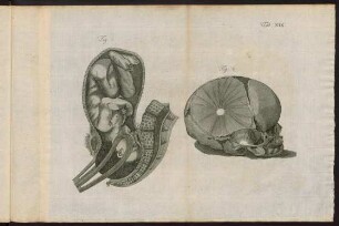19r-24v, Tab. XIX - XXIV