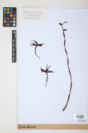 Orchidaceae