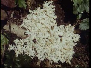 Sporenverbreitung bei Basidiomyceten