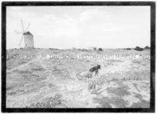 Spanische Landschaft mit Windmühle und Eselgespann (Altersgruppe 18-21)
