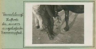 Foto des Hufes eines an Hufkrebs erkrankten französischen Pferdes