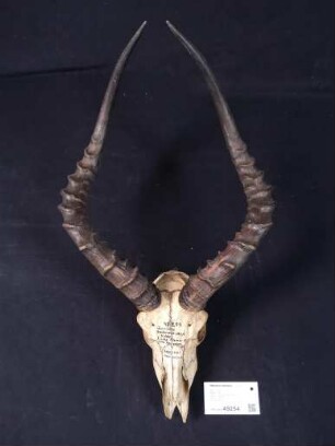 Aepyceros melampus, Gurui, Mount; Kondoa District, Tanzania