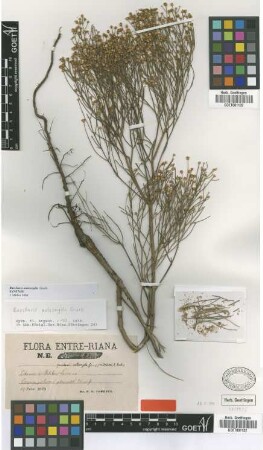Baccharis notosergila Griseb. [syntype]