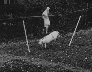 Archivfotografie "motive_tiere_kaninchen_20760"