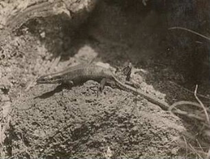 Waldeidechse (Zootoca vivipara; vormals Lacerta vivipara), auch Bergeidechse oder Mooreidechse genannt, trächtiges Weibchen