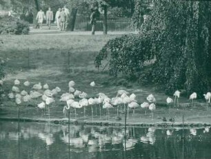 Zoo Berlin: Flamingos