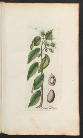 269. Laurus pecurim