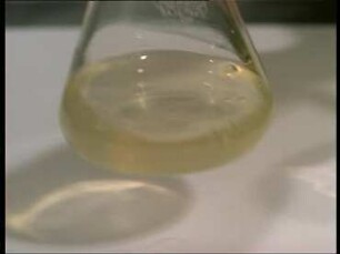 Photosynthesis - Purple Bacteria: Van Niel's Analogon