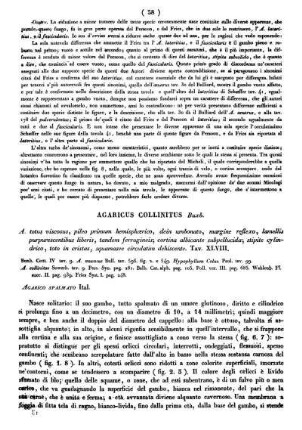 Agaricus Collinitus Buxb.