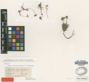 Braya tibetica Hook.f. & Thomson [type]