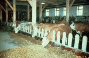 Fotografie: Fütterungstechnik, Futtervorlage, Fressgitter, Palisadenfressgitter