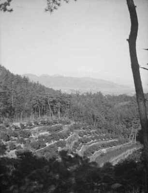 Teeanbau auf Terrassen : Teeanbau auf Terrassen. Blick zum Fuji-san