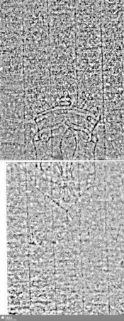 Lilienschild + IESV / LW = S.723/724+737/738