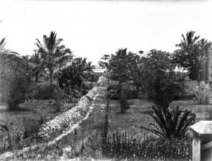 Uferstreifen mit Palmen : Parkartiger Uferstreifen mit Palmen und Wegen an der Küste von Daressalam
