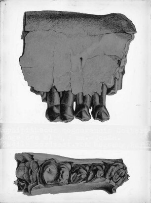 Kieferknochen (Sammlung Richard Wegner 1869/1931)