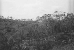 Shamben am Likonde-Plateau : Landschaft mit Bäumen und Büschen am Likonde-Plateau