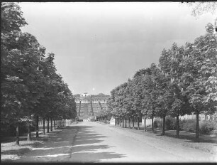 Potsdam, Kastanienallee (ehem. Lindenallee), Blick über die Kastanienallee (Höhe der Gärtenhäuser) zum Schloss. 10 Jahre nach der Pflanzung der Kastanienbäume