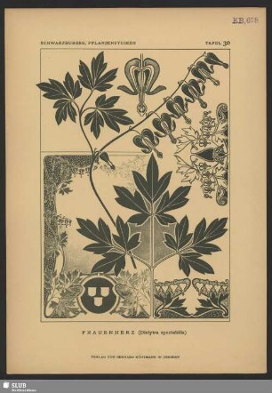 Frauenherz (Diclytra spectabilis)