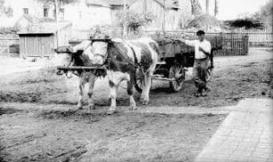 Fotografie: Transport, Zweiachsanhänger, Ochsen, Kartoffel