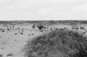 In der Zizyphus-Steppe : Blick über eine Steppenlandschaft mit einer Gruppe von Kamelen