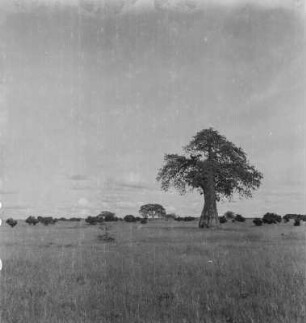 Weidelandschaft : Blick über Weiden mit vereinzelten Baobab-Bäumen